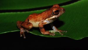 Katak-pucat pantai selatan ditemukan di hutan Garut, Jadi Salah Satu Spesies baru