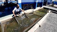 Pengusaha Ikan Pun Kalap, Mereka yang Butuh Tabung Oksigen Bukan Karena Covid-19