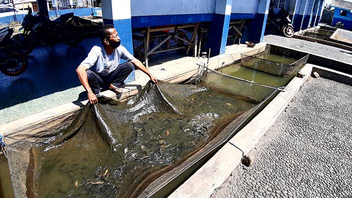 Pedagang Ikan sukabumi