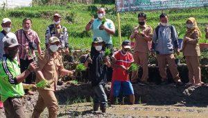 Bank Sampah Gunungguruh, Demplot Tanaman Padi Dengan Pupuk Organik