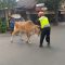 Sapi Ngamuk