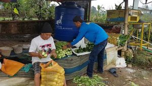 PPKM Darurat, Harga Sayuran Pakcoy jadi Turun
