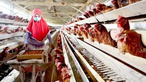 660 Kandang Ayam di Kabupaten Sukabumi Langgar Tata Ruang dan Perizinan