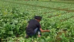 Terdampak PPKM, Sawi Tak Laku Dijual Petani Kebonpedes Merana , Cuhatannya Bikin Sedih