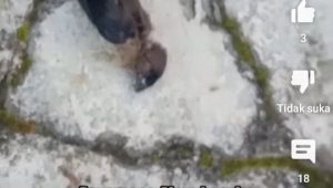 Burung Pipit di Sukabumi Mati Masal, Ini Tiga Penyebab Kemungkinannya