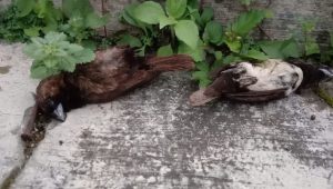 Burung Pipit Mati Kembali Ditemukan, PK3I Jabar Desak Pemda Segera Cek Lokasi