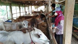 Simak Tata Cara Penyembelihan Hewan Kurban Sesuai Syariat