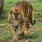 Harimau