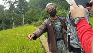 Dampak Limbah PT CAI Sukabumi, 13 Hektare Sawah Sirnahurip Gagal Panen