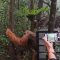 Orang Utan