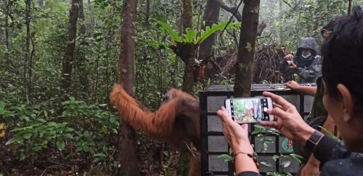 Orang Utan