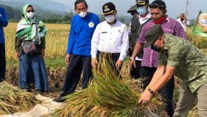 Harga Gabah di Kota Sukabumi Turun Pasca Panen