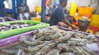 KKP Targetkan Produksi Udang hingga 2 Ton pada 2024, ini Strateginya