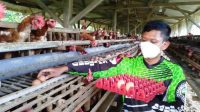 Harga Telur Melorot, Peternak Ayam Tekor