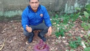 Bunga Suweg di Kampung Jampang, Kerap Jadi Perhatian Warga