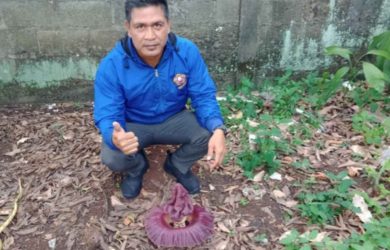 Bunga bangkai