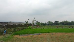 Perekonomian Warga Desa Sukamahi Tak Terdampak Pandemi, Ini Penyebabnya