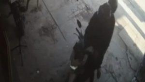 Marak Pencurian Motor di Bekasi Utara, Warga Minta Polisi Bertindak