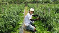 Himpunan Petani Muda Sukabumi Kritisi Soal Impor Cabai