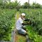 Himpunan Petani Muda Sukabumi