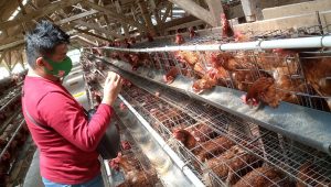 Peternak Telur di Sukabumi Keluhkan Harga Jual Rp15.000, Awas Ada Yang Nakal!