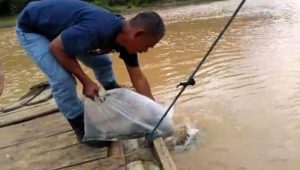 Lestarikan Sungai Hotel Bunga Ayu Sea Side Resort Palabuhanratu Tebar Bibit Ikan