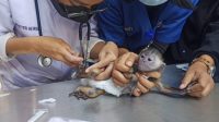 Graha Pena Bogor Diserbu Kawanan Kucing hingga Monyet
