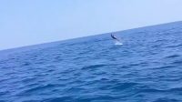 Wow! Ratusan Lumba-Lumba ‘Menari’ di Teluk Palabuhanratu Sukabumi