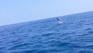 Wow! Ratusan Lumba-Lumba ‘Menari’ di Teluk Palabuhanratu Sukabumi