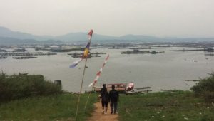 Ribuan Ikan di Waduk Cirata Mati