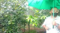 Buah Langka di Leuweung Geledegan, Rasanya Mirip Puding Cokelat