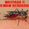 Ilustrasi DBD