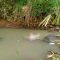 mayat di sungai kecil Cikakak