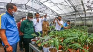 Bisnis Tanaman Hias Lebih Moncer dari Kopi dan Teh