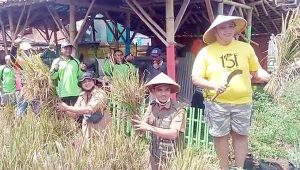 Panen Perdana Padi Demplot Kelompot Tani Mukti Desa Gunungguruh