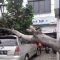 Pohon Tumbang Bogor