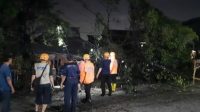 Pohon Tumbang di Jalan Mekarsari Gara-Gara Angin Kencang