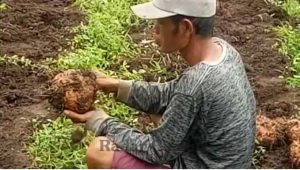 Sukses Budidaya Porang, Desa Sindangasih Jadi Rujukan Study Banding
