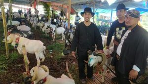 Adu Ketangkasan Domba di Cianjur, Tingkatkan Wana Wisata Pokland