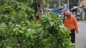 FKSD Kabupaten Sukabumi Tebang Pohon Mahoni Tua, Rawan Tumbang