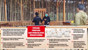 Usut Tuntas Penipuan 1.264 Domba, Polisikan Oknum Mantan Kades, Aktivis PNPM, Pengusaha