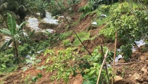 Longsor Sukamakmur, 20 Hektare Lahan Pertanian Gagal Panen