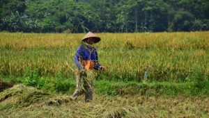 Kabupaten Sukabumi Miliki 43,17 Hektar Lahan Organik, Distan : Baru Contoh