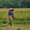 Sejumlah petani di sawah miliknya yang sedang panen. (foto : Dok Radar Sukabumi)