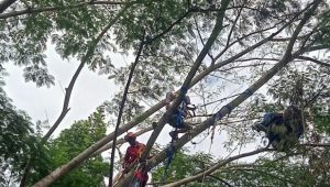 Paralayang di Puncak Nyungseb, Korban Tersangkut di Pohon