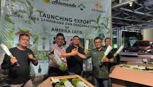 Melihat Potensi Tanaman Hias Bambu Suji di Kabupaten Sukabumi