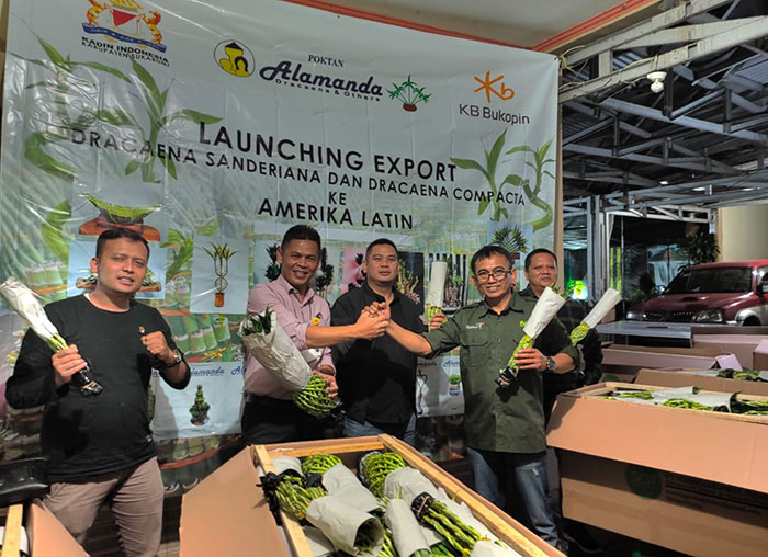 Petani tanaman hias bambu suji