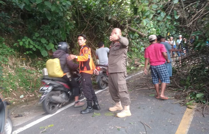 pohon kiara tumbang