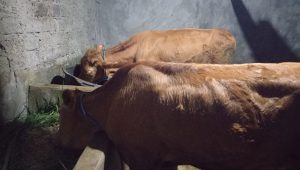 Dua Ekor Sapi Limosin di Cijengkol Sukabumi Digondol Maling