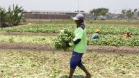 Wamentan : Selama Masa Pandemi Covid-19 “Lahir” 3 Juta Petani Baru